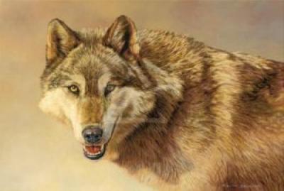 Wolf Portrait art print by Kalon Baughan