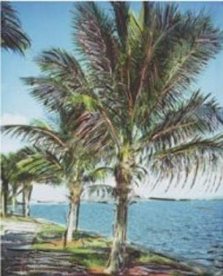 Palm Grove