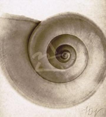 Snail Shell art print by Mandolfo