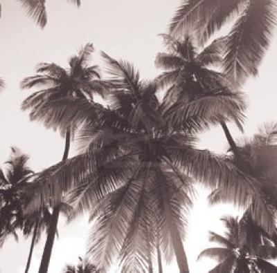 Island Palms