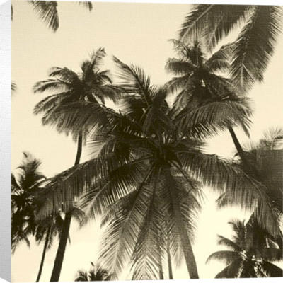 Island Palms art print by Michael Kahn