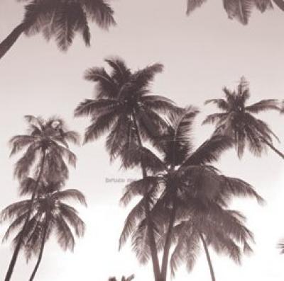 Palm Silhouette art print by Michael Kahn