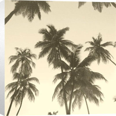Palm Silhouette art print by Michael Kahn