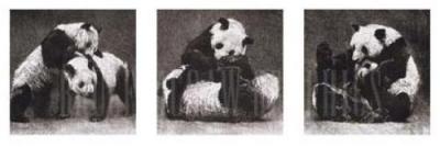 Pandas at Play (Detail)