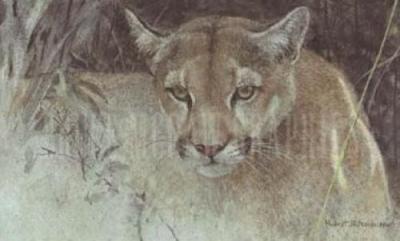 Tropical Cougar