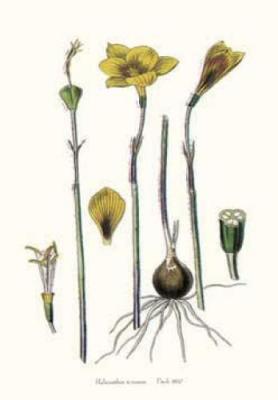 Habranthus Texanus art print by Walter Hood Fitch
