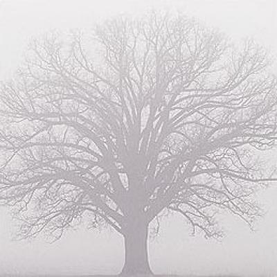 Soft Light I art print by Adam Brock