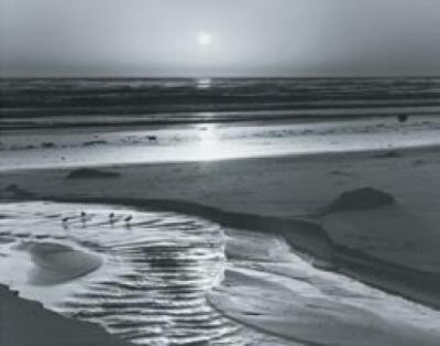 Birds on a Beach art print by Ansel Adams