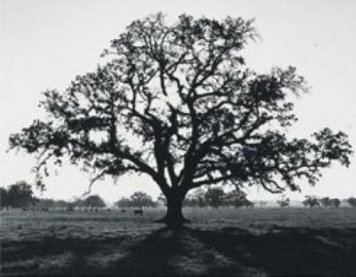 Oak Tree, Sunrise art print by Ansel Adams