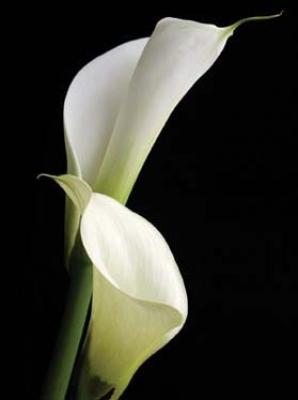 Calla II