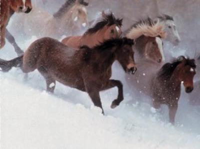 Horses in the Snow