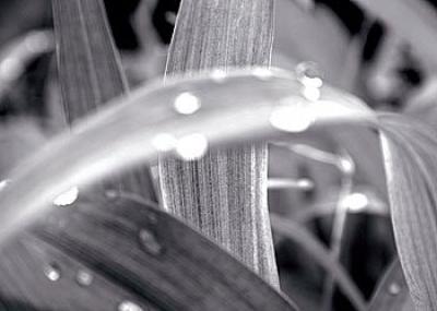 After the rain II