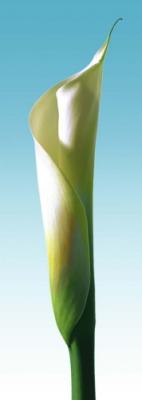 Turquoise Callas Trilogy I art print by Inka Vogel