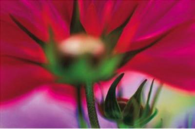 Cosmos art print by Jonathan Nourok