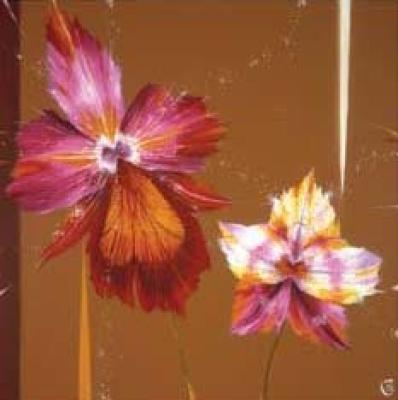 Orchids & Seeds