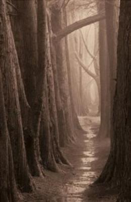 Cypress Trail art print by Paul Kozal