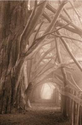 Enchanted Path art print by Paul Kozal
