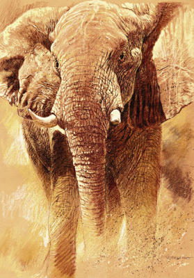Elefant Study art print by Renato Casaro