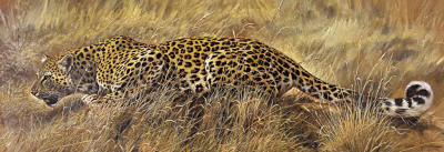 Leopard art print by Renato Casaro