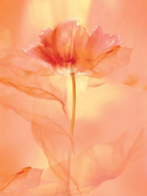 Transparence VIII