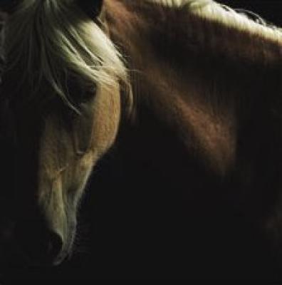 Tony-Stromberg-Spirit-Horse-14708.jpg
