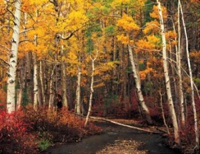 Aspen Tranquility art print by William Neill