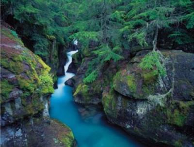 Mountain Forest Cascade art print by William Neill