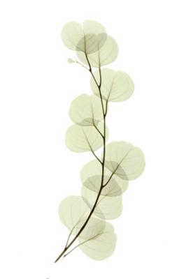 Eucalyptus art print by Acee