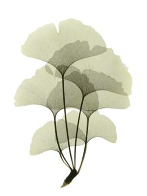 Ginko II art print by Acee