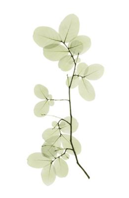 Myrtle Tree art print by Acee