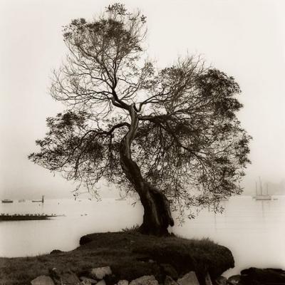 Coast Oak Tree art print by Alan Blaustein