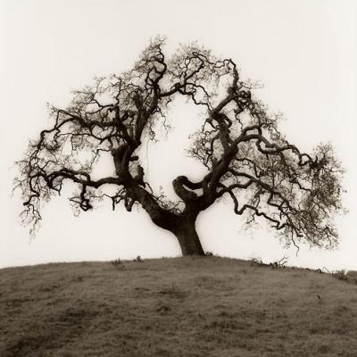 Hillside Oak Tree art print by Alan Blaustein