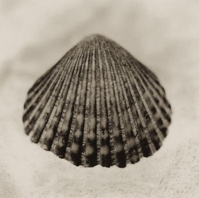 La Playa No1