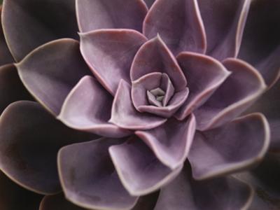 Echeveria I art print by Andrew Levine