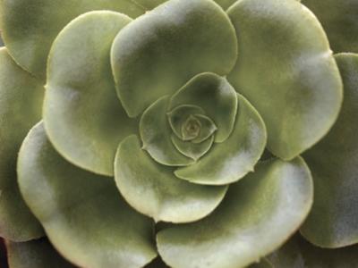 Echeveria II art print by Andrew Levine
