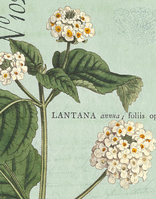 Botanique Bleu I