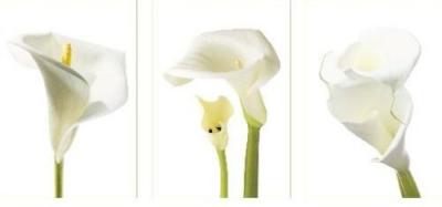 Calla Lilies art print by Anonymous