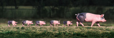 Family Outing (Pigs) art print by Anonymous