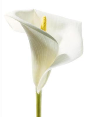 Lily in Bloom I art print by Anonymous