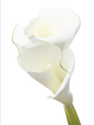 Lily in Bloom II art print by Anonymous