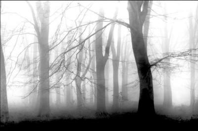Misty Morning art print by Bill Philip