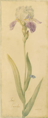 Botanical Iris Lurida art print by Danhui Nai