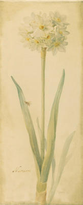 Botanical Narcisse art print by Danhui Nai