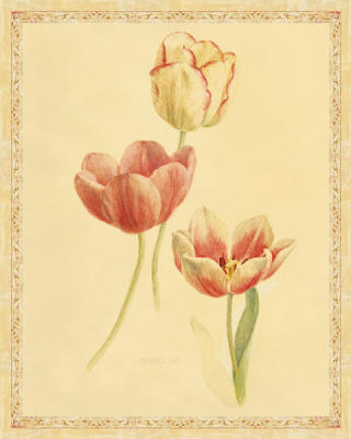 Tulip Study II