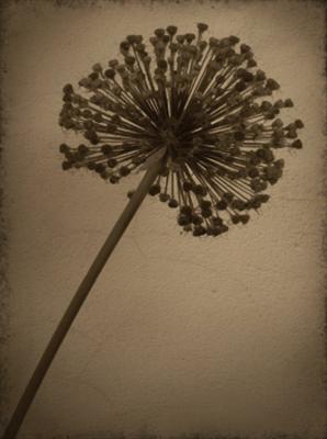 Allium I art print by Heather Jacks