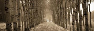 The Shimmering Forest art print by Heather Ross