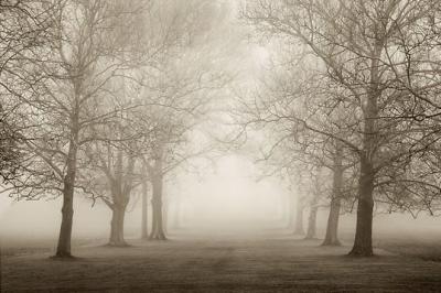 Layers of Trees II art print by Igor Svibilsky
