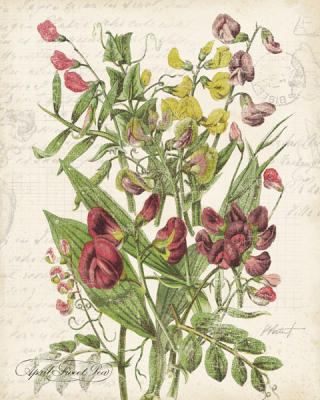 April Sweet Pea art print by Katie Pertiet