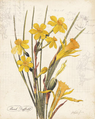 March Daffodil art print by Katie Pertiet
