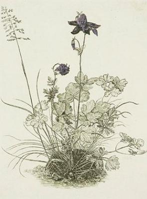Akelei, coloriert (etching) art print by Albrecht Durer